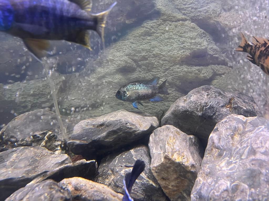 Acara blouwe koppel, Vis