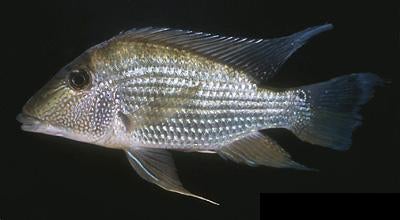 Zuid Amerikaanse Cichliden: Satanoperca jurupari Wildvang, Dieren en Toebehoren, Vissen | Aquariumvissen, Vis, Zoetwatervis
