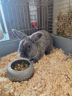Lief konijn, Dieren en Toebehoren, Mannelijk, Middelgroot, Hangoor, 0 tot 2 jaar