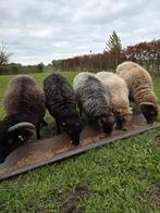 5 lieve Ouessant schaapjes, Vrouwelijk, Schaap, 3 tot 5 jaar