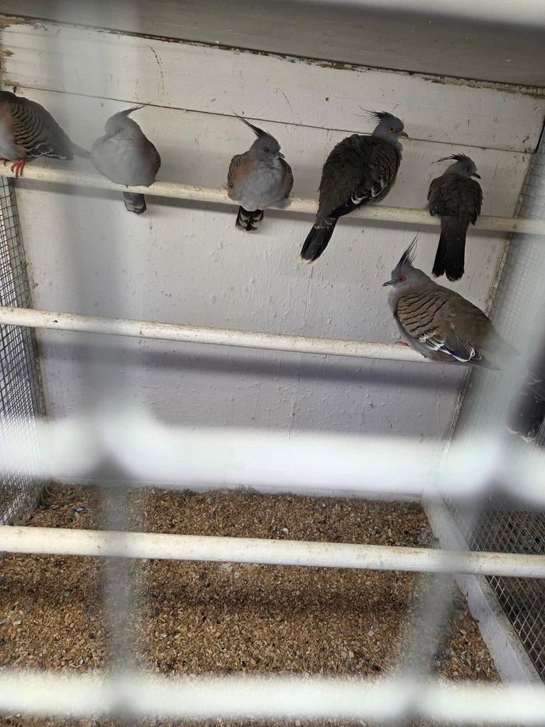 Australische kuif duiven, Dieren en Toebehoren, Vogels | Duiven, Meerdere dieren, Overige soorten