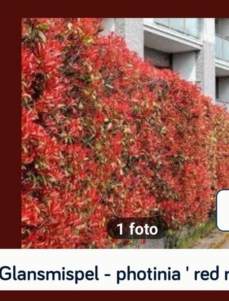 Photinia red robin  diversen maten en prijzen, Ophalen, Conifeer, 100 tot 250 cm