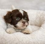 Super mooi gezonde boomer pups. Ook Choco en merle !, Dieren en Toebehoren, Parvo, Overige rassen, 8 tot 15 weken, Meerdere