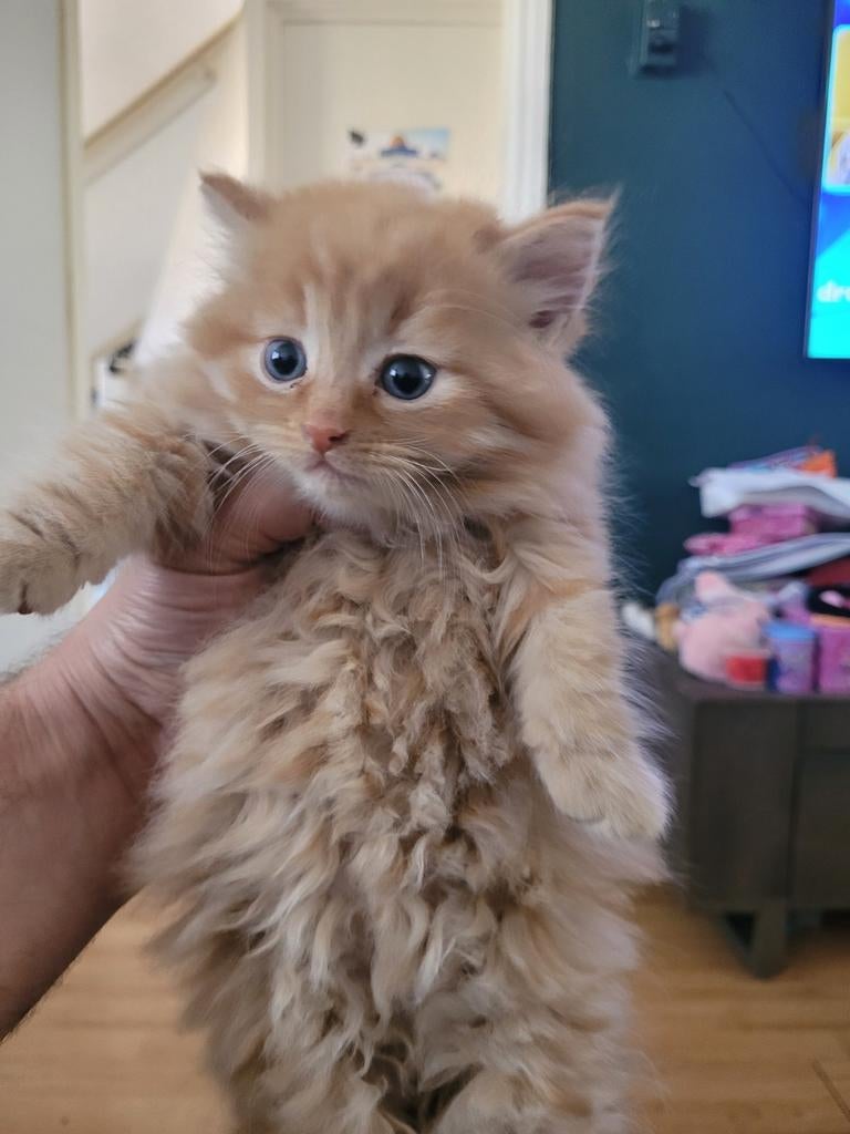 Perzisch kittens 2 maanden oud, Dieren en Toebehoren, Kater, 0 tot 2 jaar