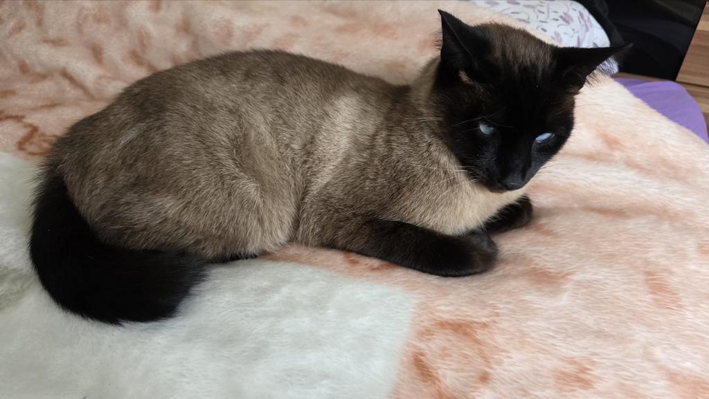 Siamees lief kater zoekt nieuw huis, Kater, Ontwormd, 3 tot 5 jaar