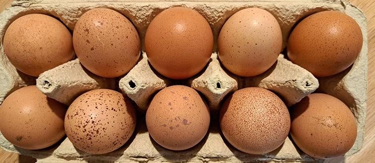 Broedeieren Welsumer kippen, groot ras, Dieren en Toebehoren, Pluimvee, Kip, Geslacht onbekend