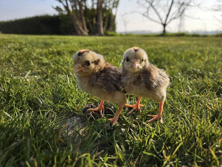 Twentse hoen kriel zilverpatrijs, Dieren en Toebehoren, Pluimvee, Kip, Geslacht onbekend