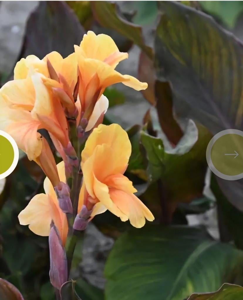 Canna, oranje bloem, donker blad, Tuin en Terras, Planten | Tuinplanten, Ophalen, Overige soorten, Volle zon