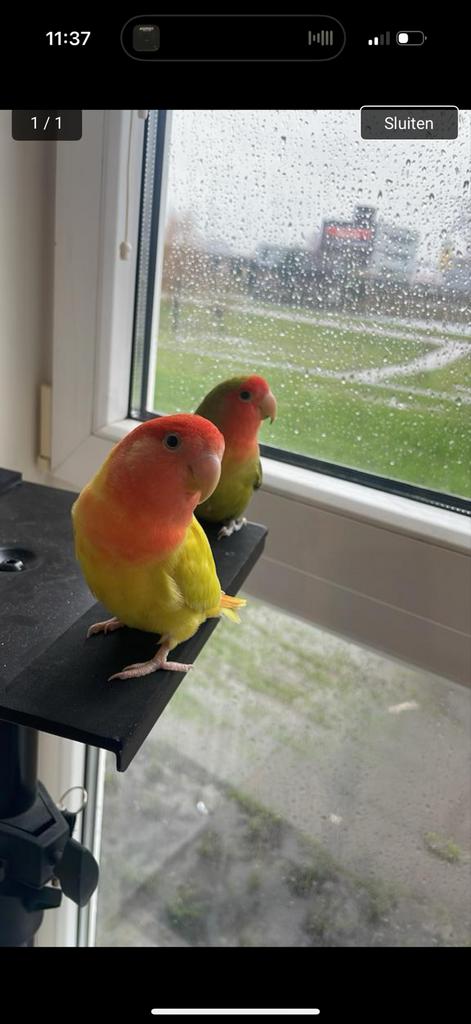 Agapornis roseicollis, Dieren en Toebehoren, Vogels | Parkieten en Papegaaien, Meerdere dieren