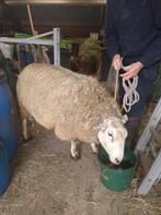 Schapenfokram, Mannelijk, Schaap, 3 tot 5 jaar