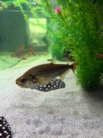 Vampiervis Hydrolycus Tatauaia, Dieren en Toebehoren, Vis, Zoetwatervis, Schoolvis