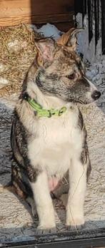 Nordese Mix teef 6 maanden pup, Particulier, 15 weken tot 1 jaar, Overige rassen, Buitenland