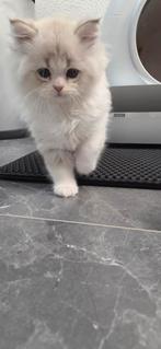Supermooi Britse langhaar kitten 9 weken oud, Kater, Ontwormd
