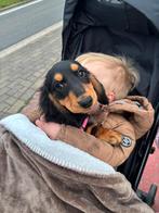 Teckel pups, België, Particulier, Reu, 8 tot 15 weken