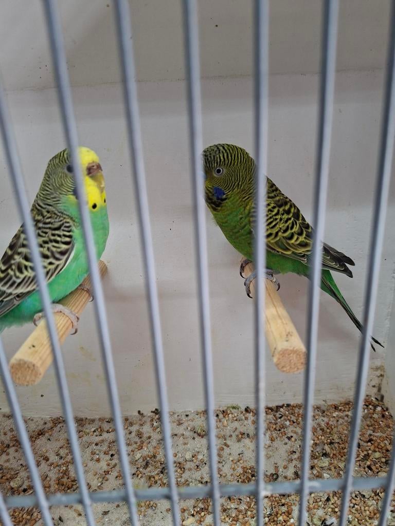 Te koop diverse parkieten, Meerdere dieren, Parkiet