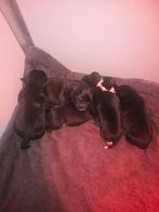 Engelse stafford pups, Parvo, Overige rassen, 8 tot 15 weken, Meerdere