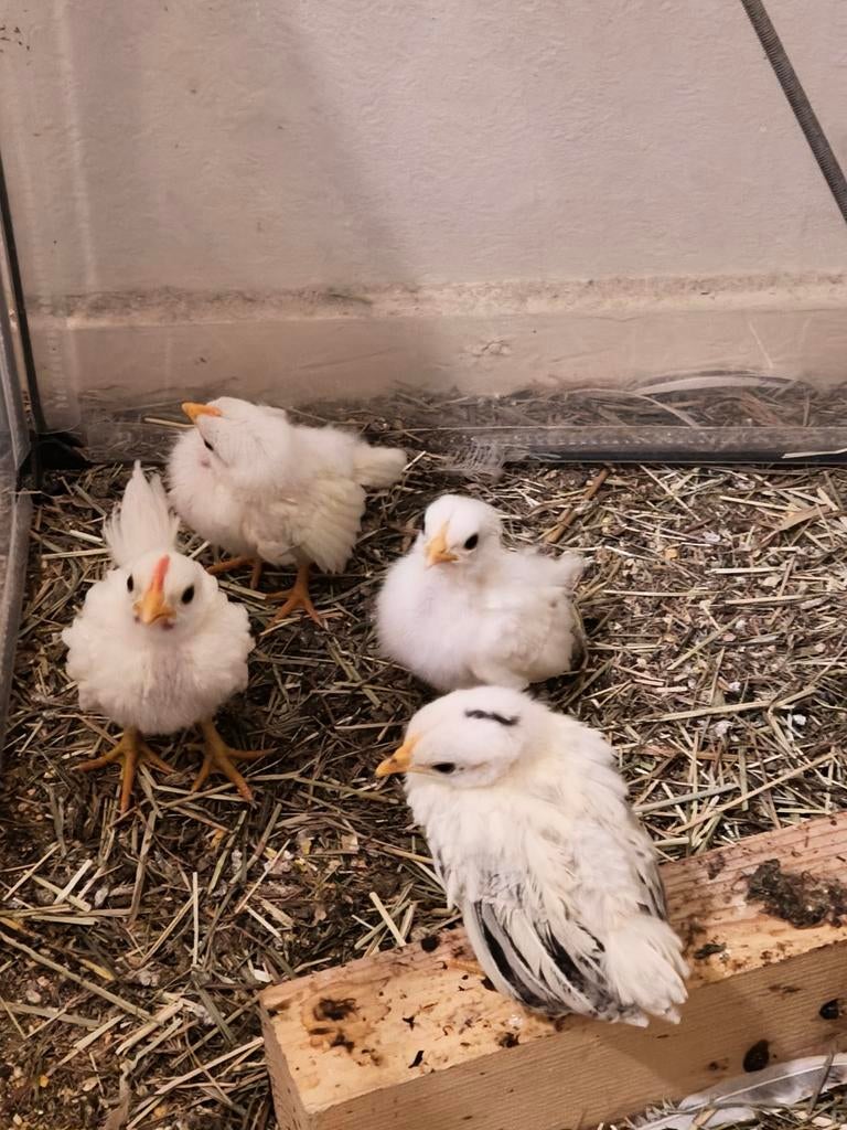 Serama kuikens, Geslacht onbekend, Kip