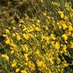 ACTIE, Cytisus scoparius, Geel bloeiende brem inheems, Ophalen of Verzenden, Overige soorten, Struik, Minder dan 100 cm
