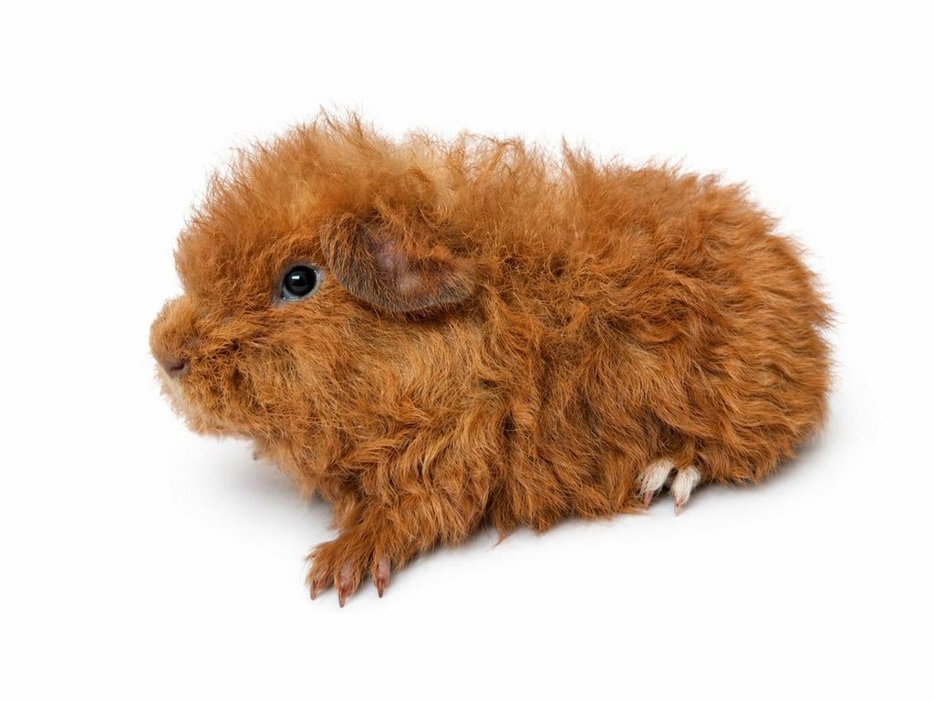 Jong Texel beertje - goud/wit, Dieren en Toebehoren, Mannelijk, Tam, Maart, Cavia