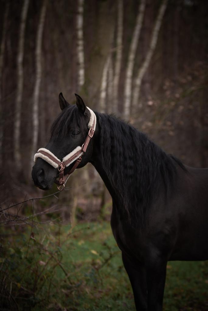Prachtige Zwarte alround PRE ruin, Dieren en Toebehoren, Paarden, Met stamboom, Ruin, M, Dressuurpaard