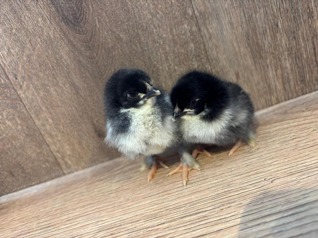 Marans Kuikens, Dieren en Toebehoren, Pluimvee, Vrouwelijk, Kip