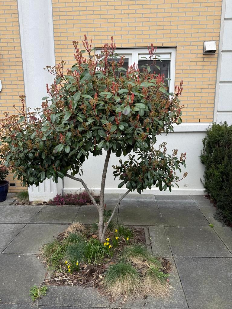 Glansmispel (Photinia fraseri 'Red Robin'), Volle zon, Vaste plant, Lente, Ophalen