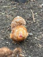 Oker wit gepareld cochin kriel hen en krulveer haan, Dieren en Toebehoren, Meerdere dieren, Kip