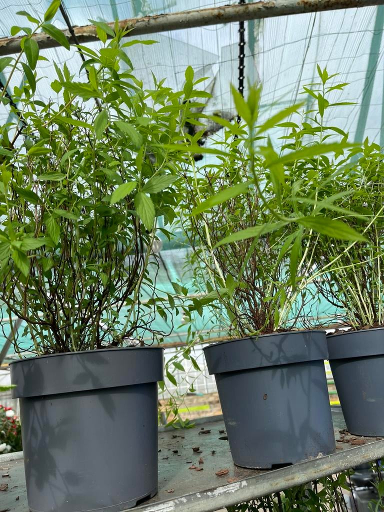 Hypericum - Hertshooi (6 voor €10), Volle zon, Vaste plant, Zomer, Ophalen