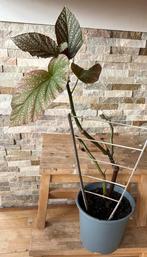 Stippen begonia “angel wing”, Huis en Inrichting, Kamerplanten, Overige soorten, Minder dan 100 cm, Bloeiende kamerplant, Halfschaduw