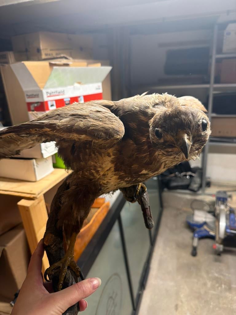 Opgezette roofvogel, Verzamelen, Dierenverzamelingen, Ophalen