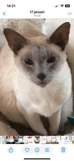 GEVRAAGD Siamees lilac point poes, Dieren en Toebehoren, Poes, Ingeënt, 3 tot 5 jaar