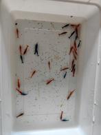 Uitgeselecteerde garnalen mix, Dieren en Toebehoren, Vissen | Aquariumvissen, Kreeft, Krab of Garnaal, Zoetwatervis