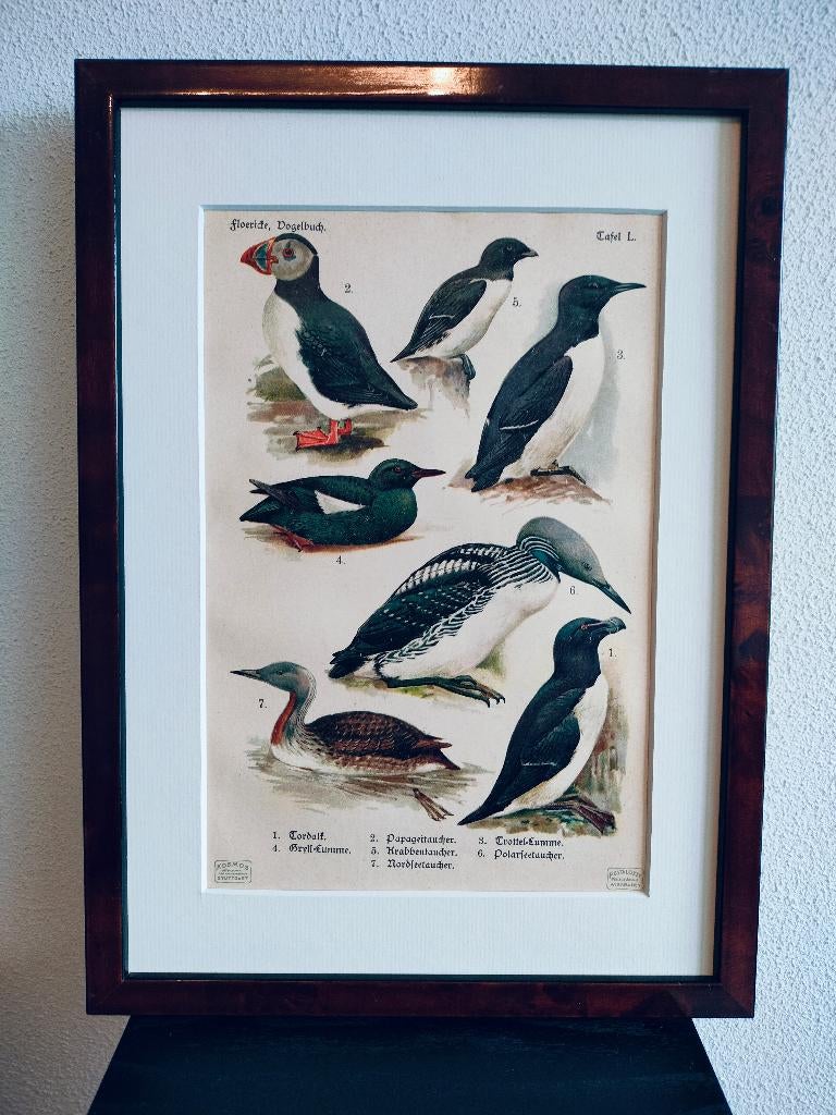 Litho Floericke Alk Zeekoet Papegaaiduiker Krabbeneter 1922, Ophalen of Verzenden