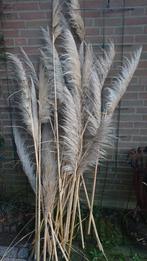 Pampas pluimen, decoratie,  bloemen vaas, stengels sier, Ophalen