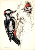 Voor het kind, grote bonte specht, Ko van den Broecke, Verzenden, 1960 tot 1980, Gelopen, Vogel