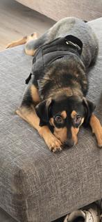 Pincher x teef, Particulier, Rabiës (hondsdolheid), 15 weken tot 1 jaar, Buitenland