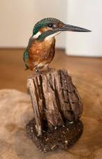 Prachtige nieuwe opgezette/taxidermie ijsvogel, Ophalen of Verzenden, Nieuw, Vogel, Opgezet dier