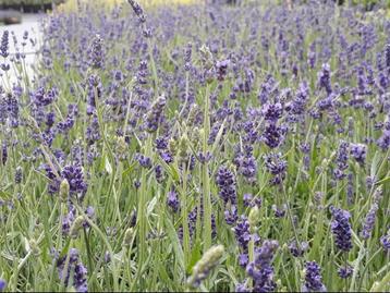 Lavendel planten te koop  beschikbaar voor biedingen