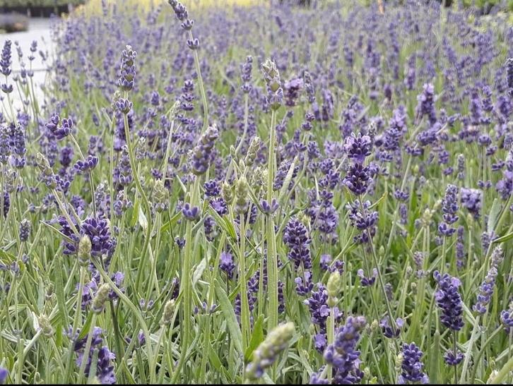 Lavendel planten te koop, Tuin en Terras, Planten | Tuinplanten, Overige soorten, Volle zon, Ophalen of Verzenden