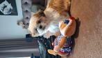 Honden oppas gezocht  !!!  Puppy shih tzu, Oppas