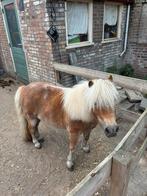 Lieve shetlander merrie aangeboden, Dieren en Toebehoren, Pony's, Merrie, Zadelmak, A pony (tot 1.17m), 11 jaar of ouder