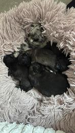 Geboren mooie shih tzu x pomeriaan pups, Dieren en Toebehoren, Honden | Chihuahua's en Gezelschapshonden, Overige rassen, 8 tot 15 weken