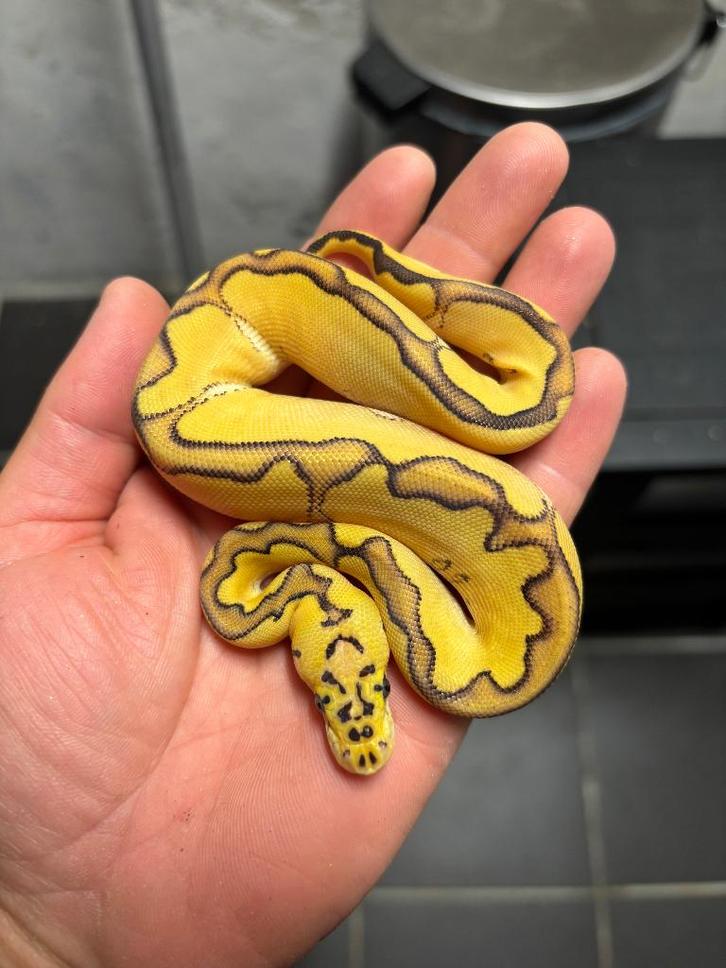 Verschillende koningspythons