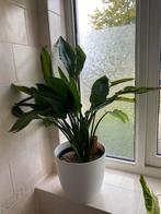Mooie gezonde strelitzia reginae op semi hydro, Huis en Inrichting, Ophalen, Halfschaduw, Minder dan 100 cm