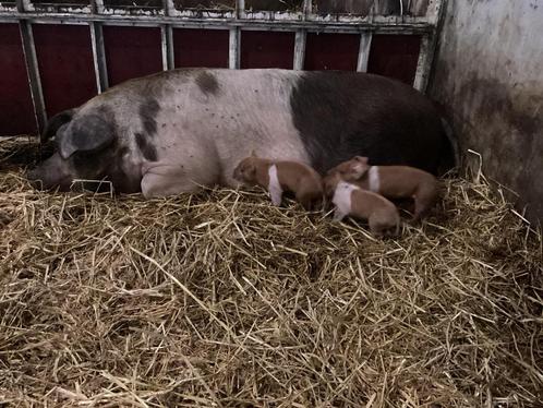 husumer biggen, Dieren en Toebehoren, Schapen, Geiten en Varkens, Varken, Meerdere dieren, 0 tot 2 jaar