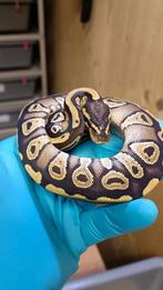 0.1 Koningspython - Ballpython - Python Regius