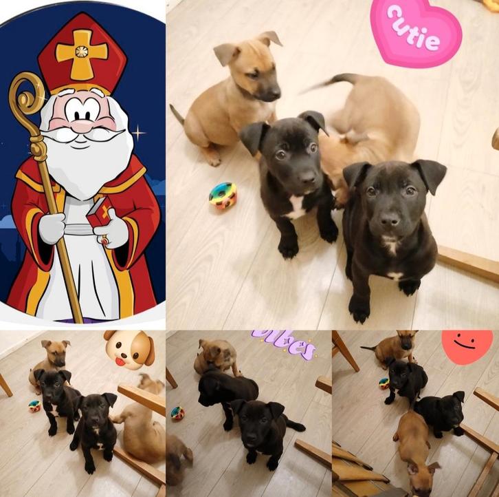 ​Laatste 4 Pracht-Pups! | Cadeau-Tip Sint! | Nu Slechts €650, Dieren en Toebehoren, Honden | Niet-rashonden, Meerdere dieren, Fokker | Hobbymatig