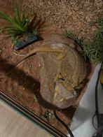 Baardagaam, Dieren en Toebehoren, Hagedis, 0 tot 2 jaar