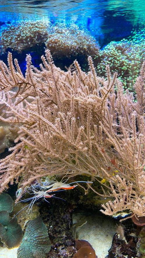 Diverse stekken zeeaquarium vanaf €5,00, Dieren en Toebehoren, Vissen | Aquariumvissen, Zoutwatervis, Overige typen