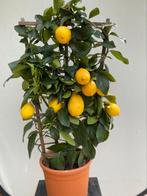 Citrus Limon, Citroen gevormd op rek. Nr. 1, Ophalen, Volle zon, Overige soorten, Minder dan 100 cm